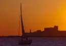 A Marseille, un promoteur et un bureau d’études jugés pour avoir délogé des chouettes protégées