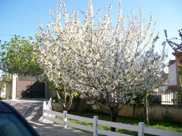 Gîte les Figuiers: Gîte à Marseille, au calme avec jardin, proche plage et Vieux-Port de Marseille, Bouches-du-Rhône à Marseille : informations utiles