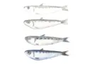 A Marseille, cet artisan du Panier conçoit un couteau Sardine qui fait fureur