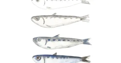 A Marseille, cet artisan du Panier conçoit un couteau Sardine qui fait fureur