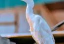[VIDEO] Marseille teste une approche naturelle contre la prolifération des rats – Actu-Environnement