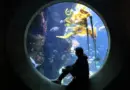 Océans au Muséum d’histoire naturelle de Marseille : une exposition en immersion dans l’univers marin